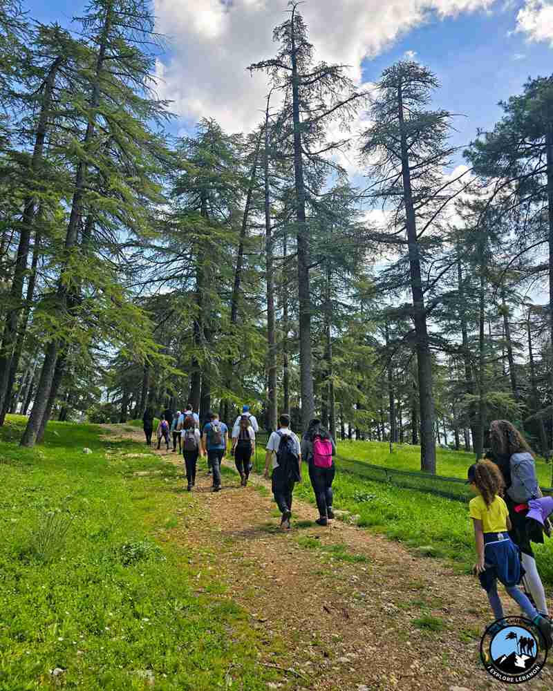 Group hiking through a cedar forest trail in Lebanon during a daytime trip with iexplorelebanon